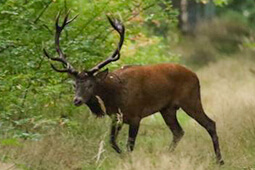 Hirschbrunft